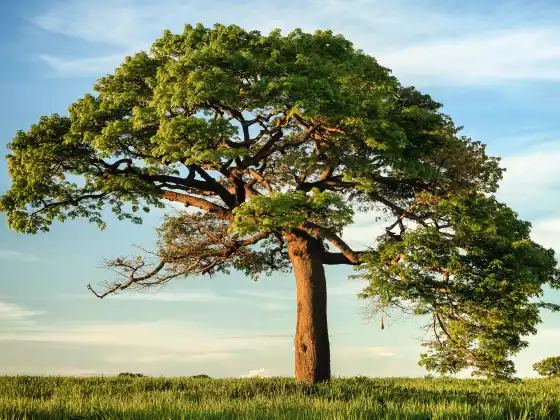 2023 BÁSICOS DEL ÁRBOL - Clase 1 - 2023 -12