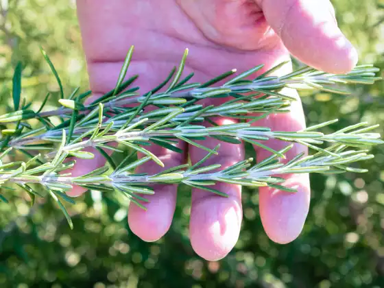 DharmaHuasca：整合植物药和佛法