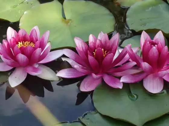 Water Element Yin Yoga - Mabagal na Pagpapagaling na Yoga para sa Lahat