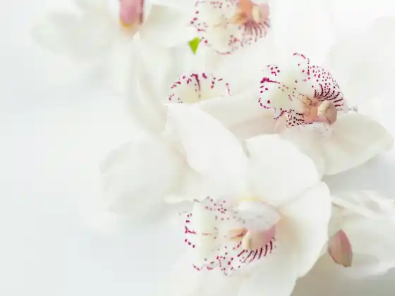 Remote Reiki Healing for 33 minutes