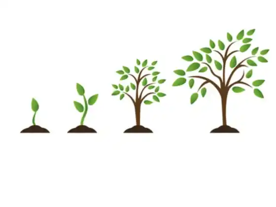 Aprofunde sua Consciência: Vida Entre a Encarnação e a Reencarnação