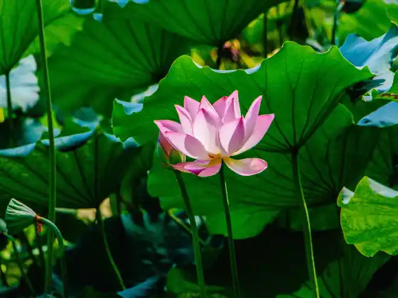 Remote Reiki Healing sa loob ng 33 Minuto
