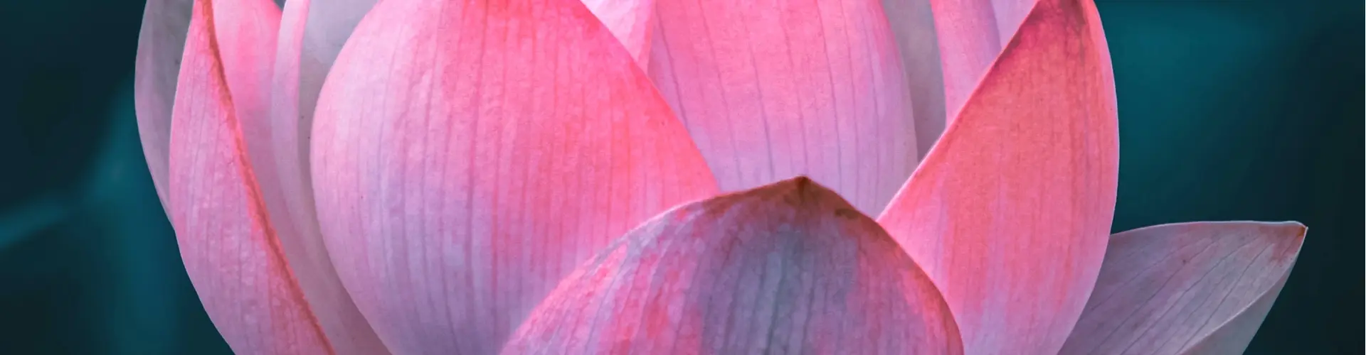 Week-end de maîtrise Reiki - Online Class by Jamie Butler